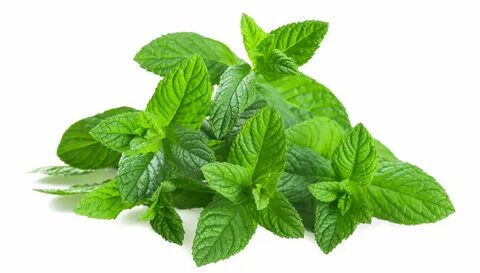 فروش نعناع خشک + قیمت فوق العاده